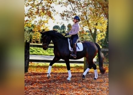 Hannover, Castrone, 7 Anni, 170 cm, Baio nero