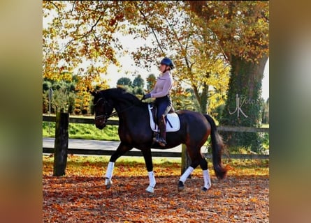 Hannover, Castrone, 7 Anni, 170 cm, Baio scuro