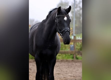 Hannover, Castrone, 7 Anni, 170 cm, Morello