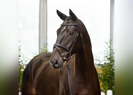 Hannover, Castrone, 7 Anni, 171 cm, Baio nero