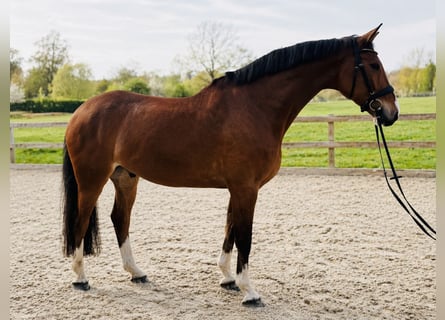 Hannover, Castrone, 7 Anni, 172 cm, Baio