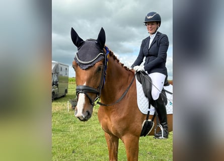 Hannover, Castrone, 7 Anni, 172 cm, Sauro