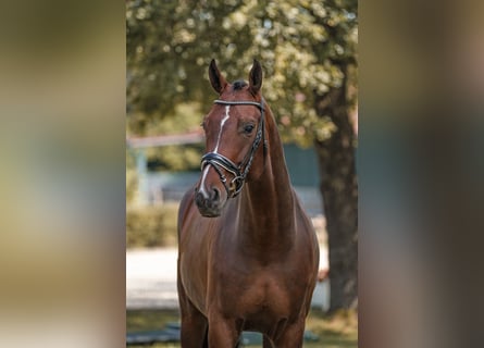 Hannover, Castrone, 7 Anni, 175 cm, Baio