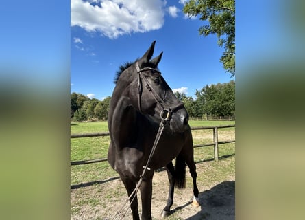 Hannover, Castrone, 7 Anni, 177 cm, Morello