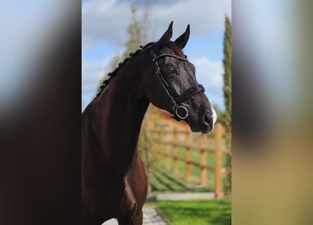 Hannover, Castrone, 7 Anni, 178 cm, Morello