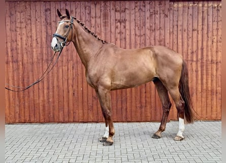 Hannover, Castrone, 7 Anni, 180 cm, Sauro