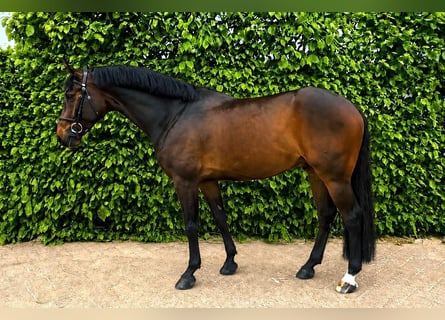 Hannover, Castrone, 7 Anni, Baio nero