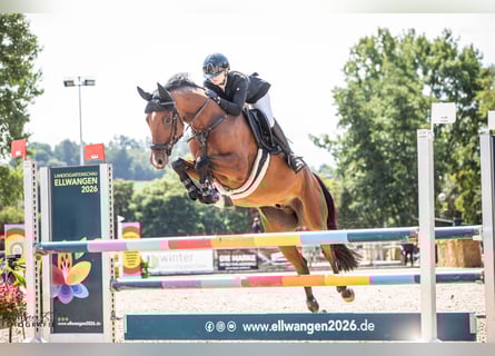 Hannover, Castrone, 8 Anni, 166 cm, Baio