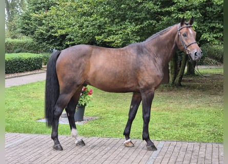 Hannover, Castrone, 8 Anni, 170 cm, Baio