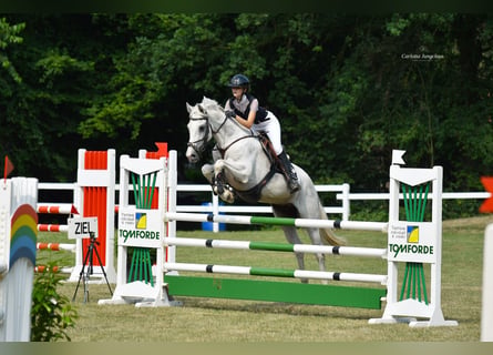 Hannover, Castrone, 8 Anni, 170 cm, Grigio