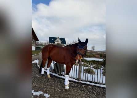 Hannover, Castrone, 8 Anni, 173 cm