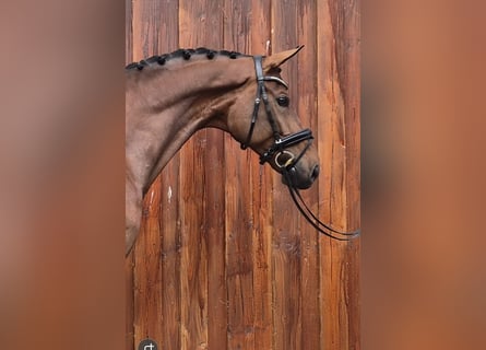Hannover, Castrone, 8 Anni, 174 cm, Baio