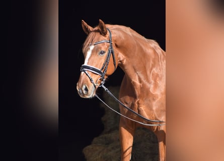 Hannover, Castrone, 8 Anni, 174 cm, Sauro