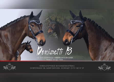 Hannover, Castrone, 8 Anni, 175 cm, Baio