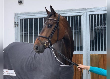 Hannover, Castrone, 8 Anni, 175 cm, Baio scuro