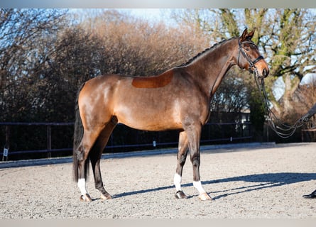 Hannover, Castrone, 8 Anni, 175 cm, Baio scuro