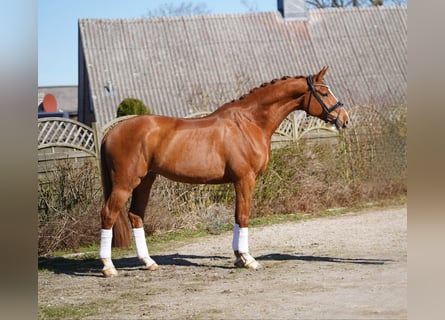 Hannover, Castrone, 8 Anni, 175 cm, Sauro