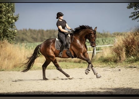 Hannover, Castrone, 8 Anni, 185 cm, Baio scuro