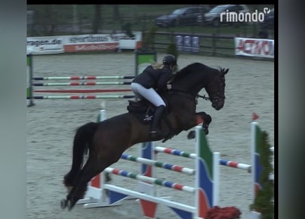 Hannover, Castrone, 8 Anni, Baio