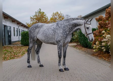 Hannover, Castrone, 9 Anni, 160 cm, Grigio