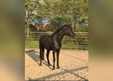 Hannover, Castrone, 9 Anni, 162 cm, Morello