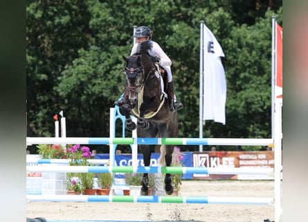 Hannover, Castrone, 9 Anni, 166 cm, Grigio ferro