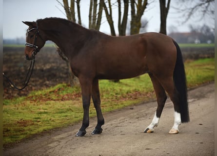 Hannover, Castrone, 9 Anni, 167 cm, Baio