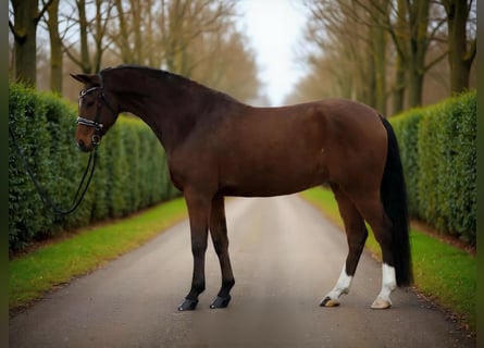 Hannover, Castrone, 9 Anni, 167 cm, Baio