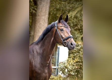 Hannover, Castrone, 9 Anni, 168 cm, Baio