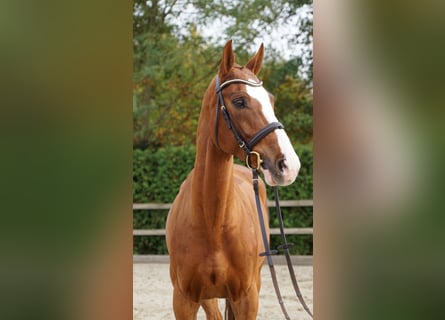 Hannover, Castrone, 9 Anni, 168 cm, Sauro