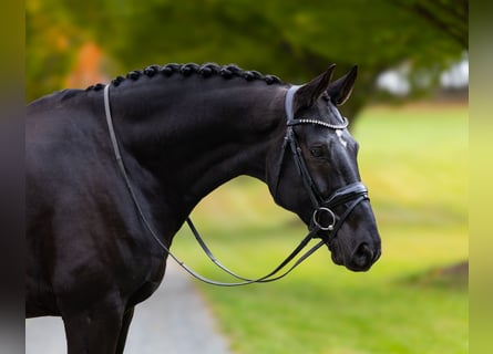 Hannover, Castrone, 9 Anni, 170 cm, Baio