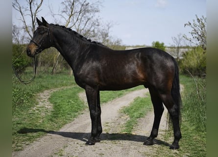 Hannover, Castrone, 9 Anni, 170 cm, Baio