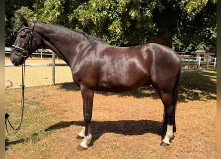 Hannover, Castrone, 9 Anni, 170 cm, Morello