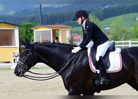 Hannover, Castrone, 9 Anni, 171 cm