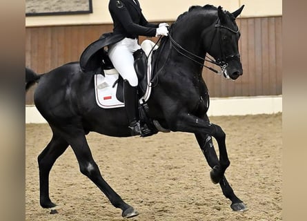 Hannover, Castrone, 9 Anni, 171 cm