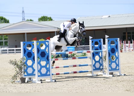 Hannover, Castrone, 9 Anni, 171 cm, Grigio