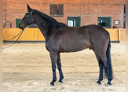 Hannover, Castrone, 9 Anni, 172 cm, Baio