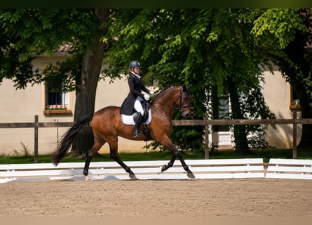 Hannover, Castrone, 9 Anni, 172 cm, Baio scuro