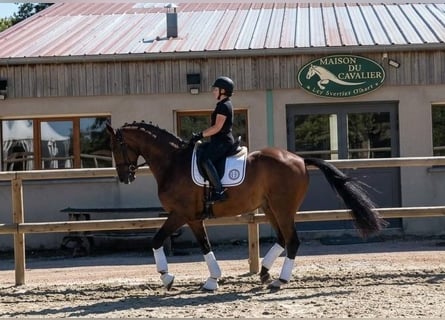 Hannover, Castrone, 9 Anni, 172 cm, Baio scuro