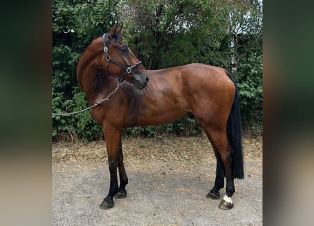Hannover, Castrone, 9 Anni, 174 cm, Baio