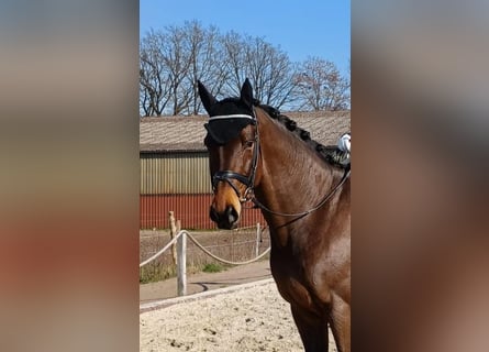 Hannover, Castrone, 9 Anni, 175 cm, Baio scuro