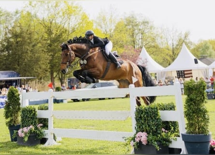 Hannover, Castrone, 9 Anni, 176 cm, Baio