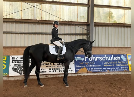 Hannover, Castrone, 9 Anni, 178 cm, Morello