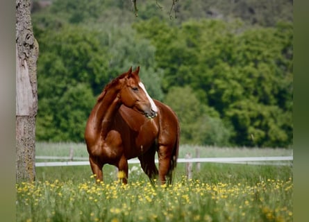 Hannover, Giumenta, 10 Anni, 164 cm, Sauro