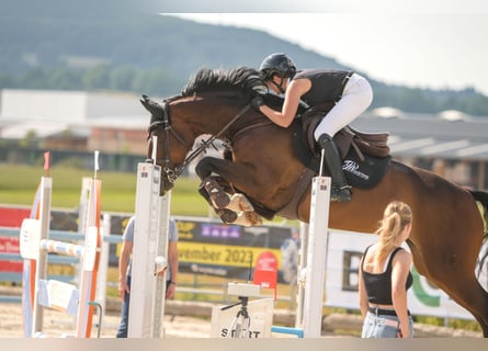 Hannover, Giumenta, 10 Anni, 165 cm, Baio