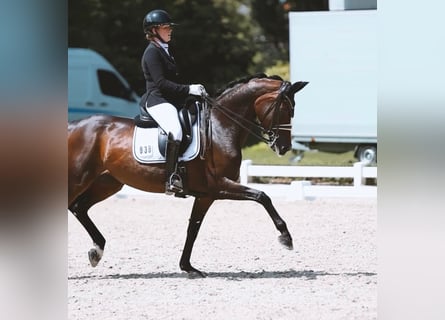 Hannover, Giumenta, 10 Anni, 167 cm, Baio nero