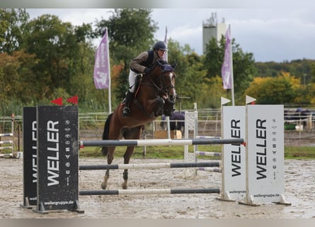 Hannover, Giumenta, 10 Anni, 169 cm, Baio