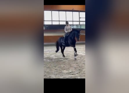 Hannover, Giumenta, 10 Anni, 176 cm, Morello