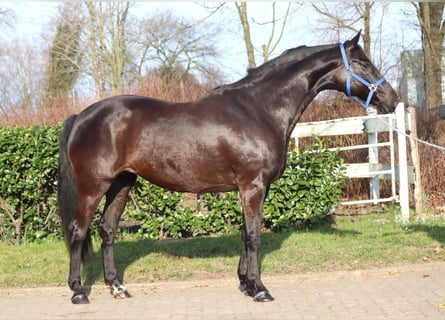 Hannover, Giumenta, 11 Anni, 164 cm, Morello