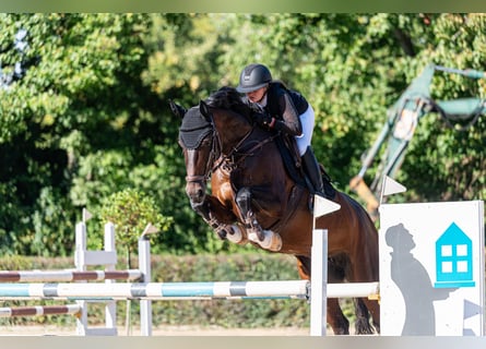 Hannover, Giumenta, 11 Anni, 165 cm, Baio